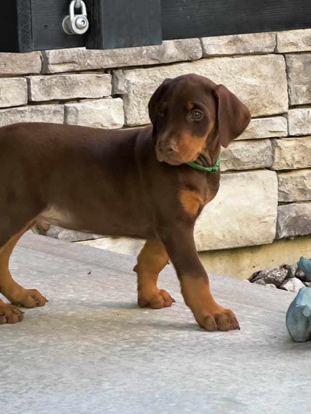Doberman Pinscher Puppies media 5