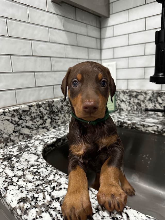 Doberman Pinscher Puppies media 7