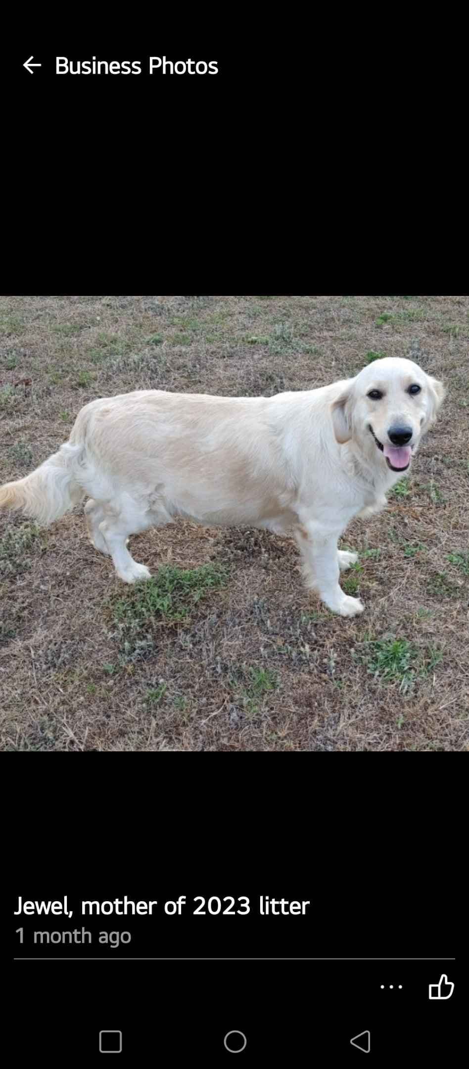 Golden Retriever Puppies breeder image 1