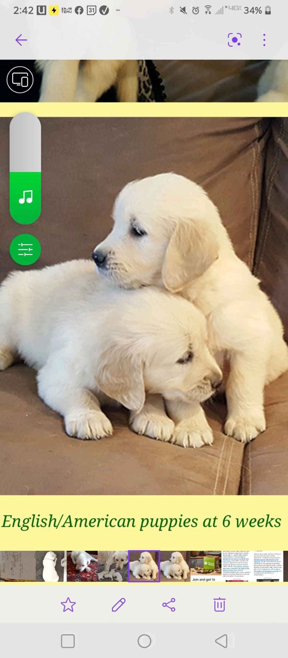 Golden Retriever Puppies breeder image 4