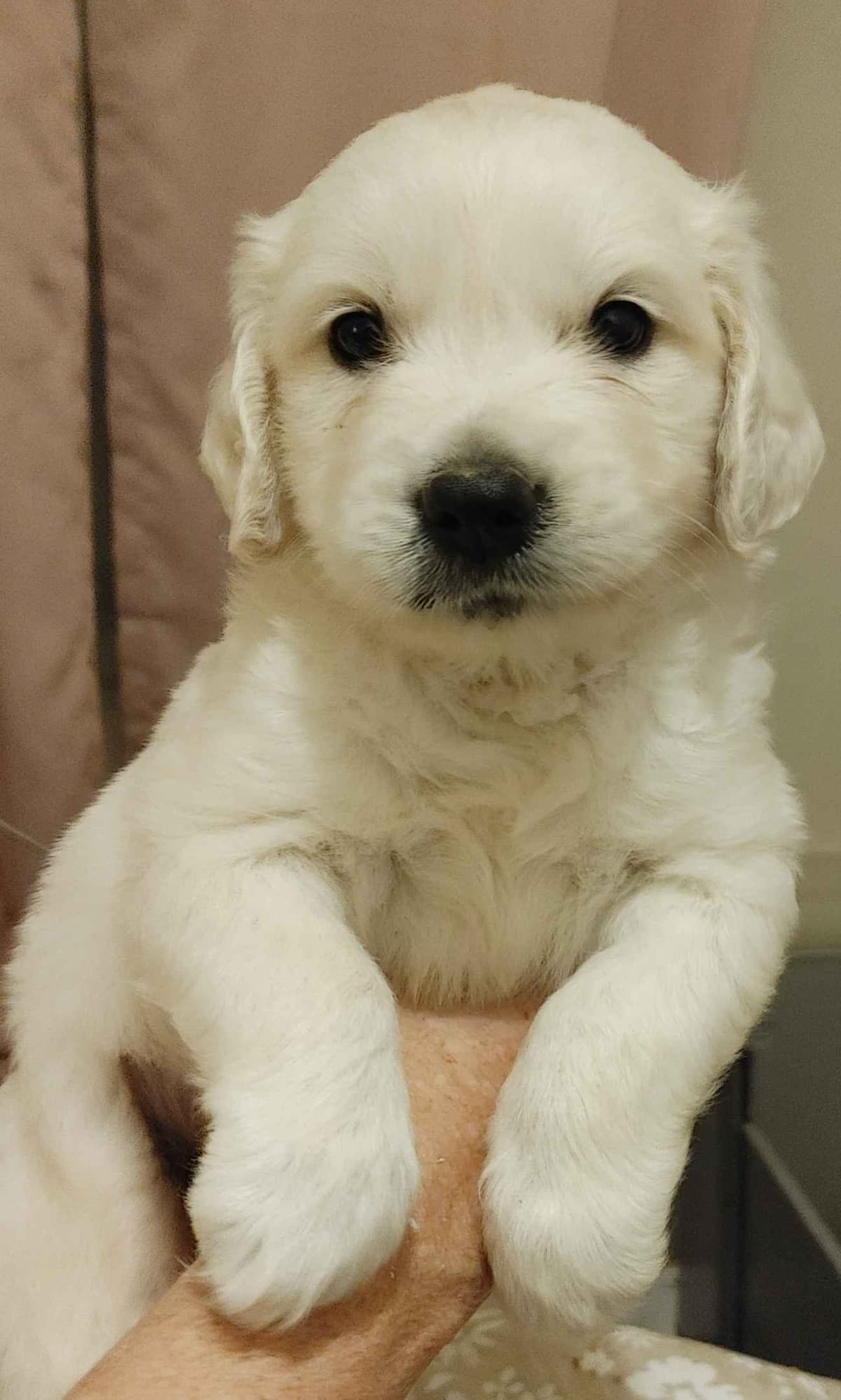 Golden Retriever Puppies breeder image 5