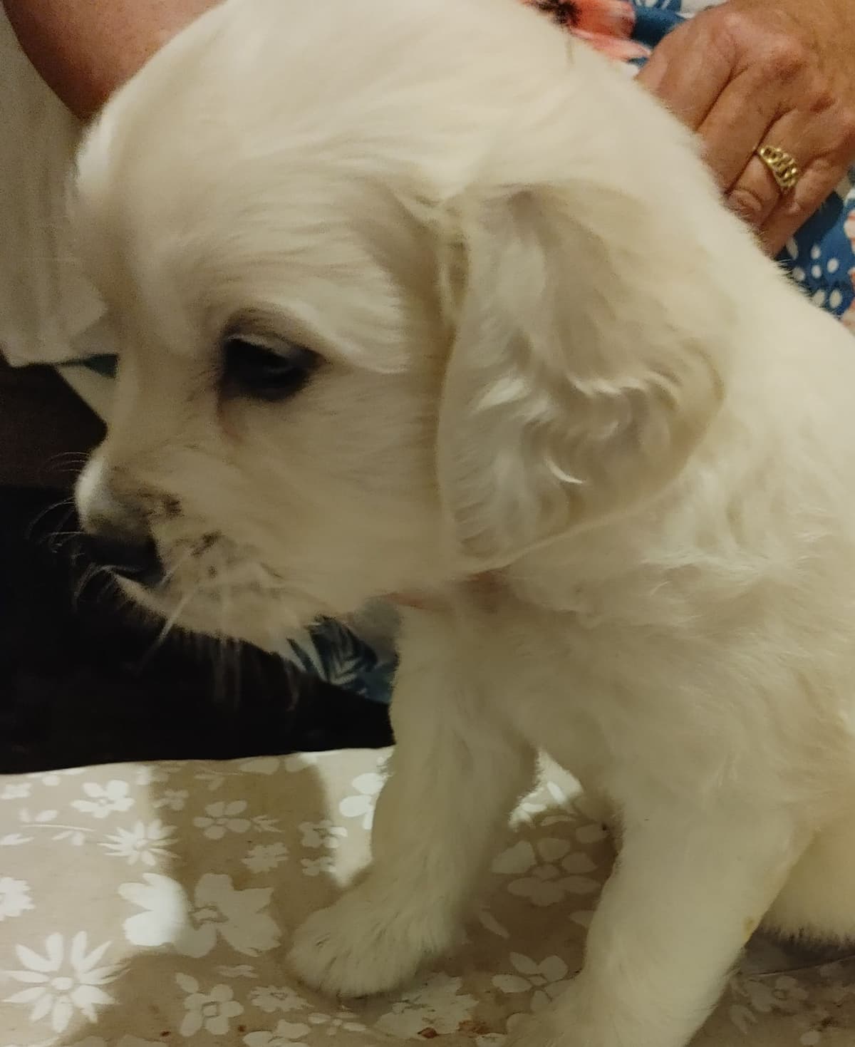 Golden Retriever Puppies breeder image 6