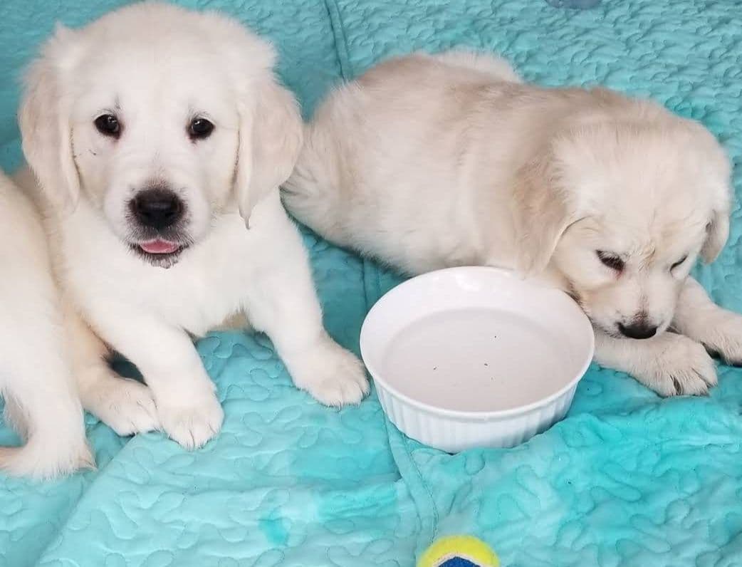 Golden Retriever Puppies breeder image 7