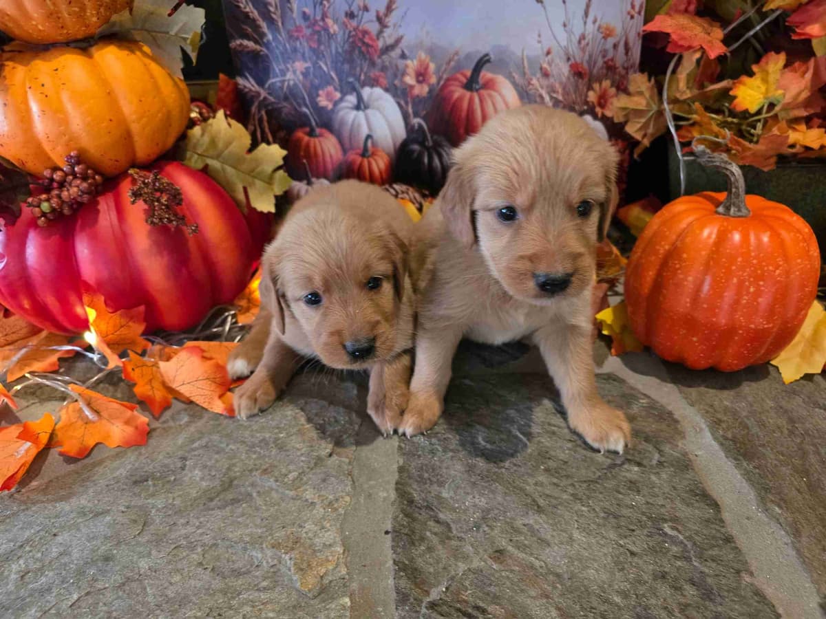 Golden Retriever Puppies breeder image 8