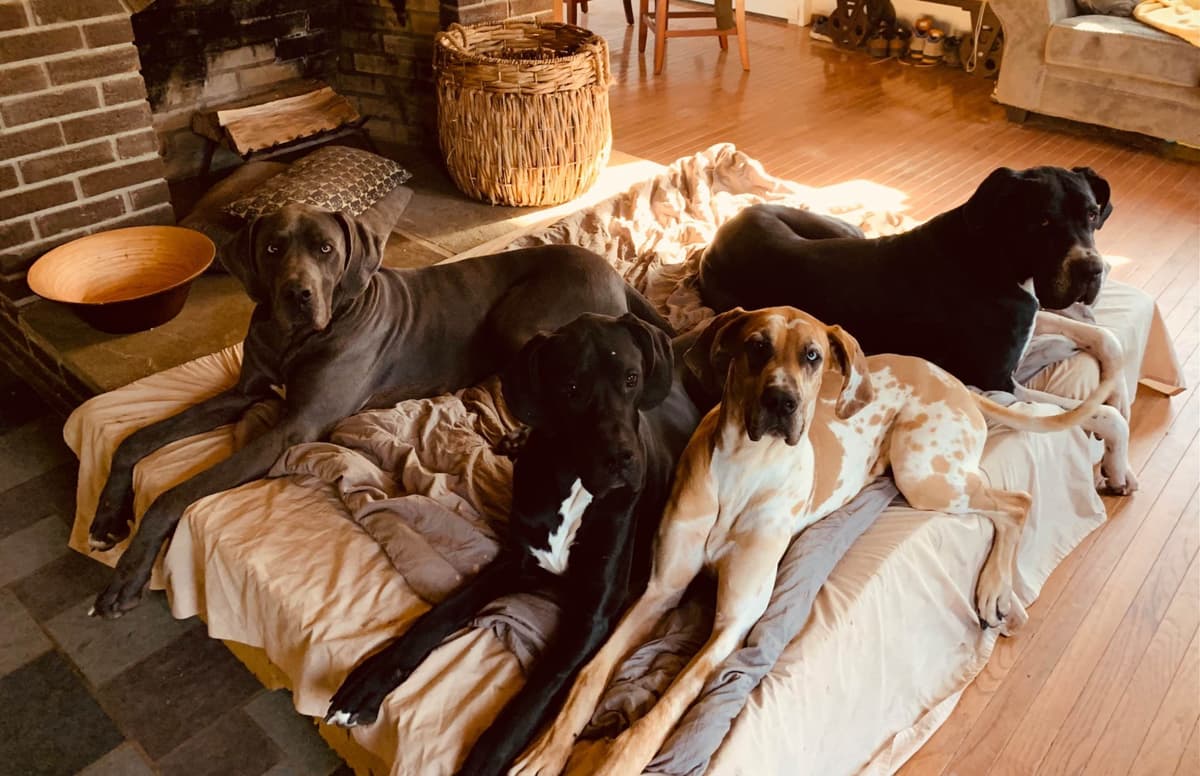 Reenee’s Haven Great Danes of Connecticut breeder image 2