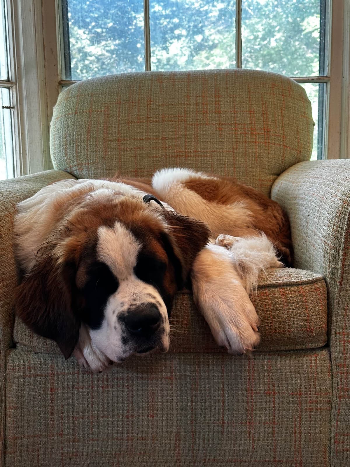 Saint Bernard Puppies breeder image 3