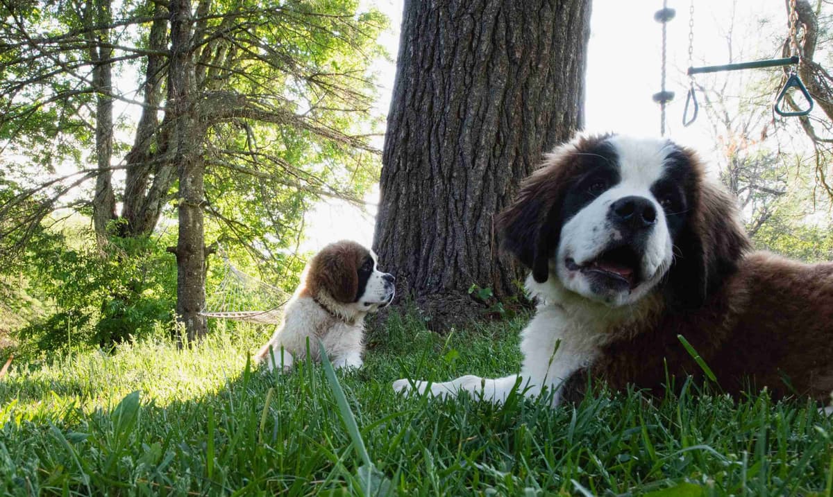 Saint Bernard Puppies breeder image 4
