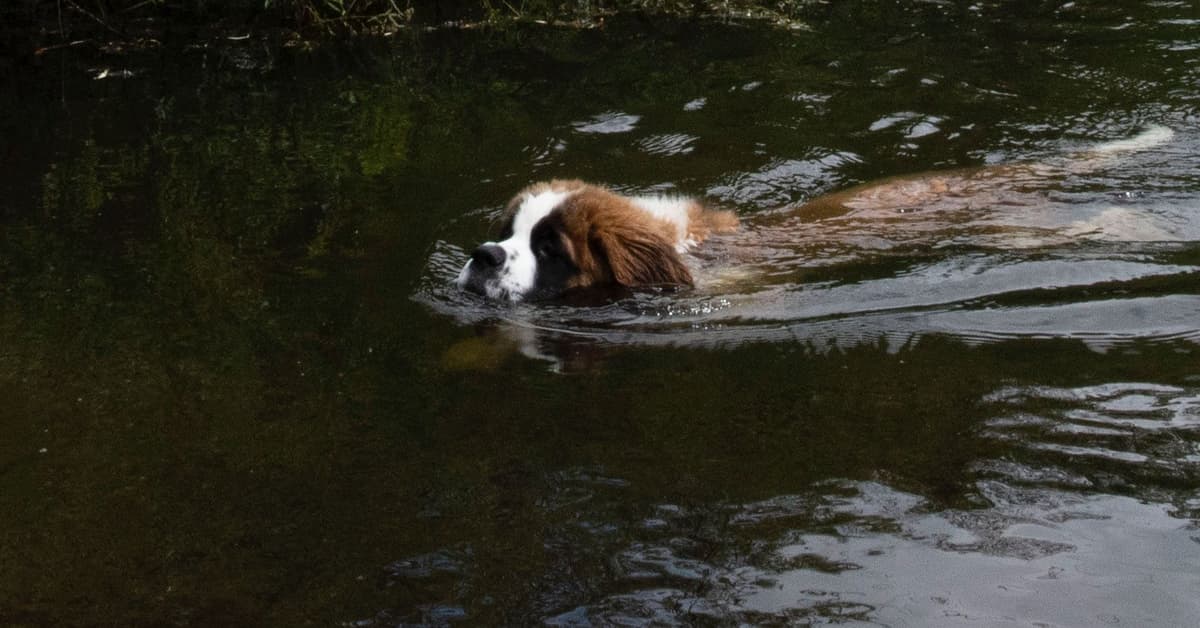 Saint Bernard Puppies breeder image 5