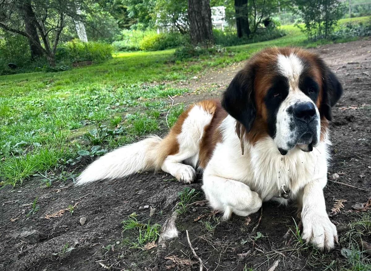 Saint Bernard Puppies breeder image 6