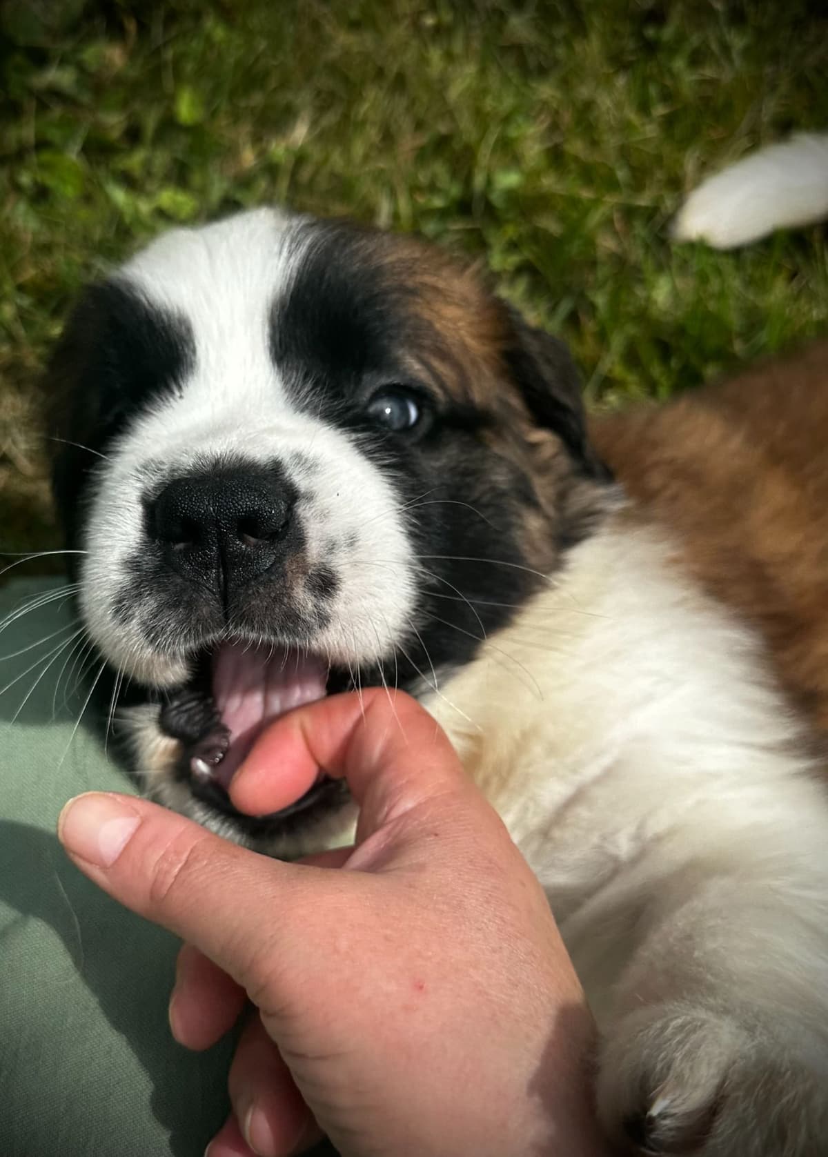 Saint Bernard Puppies breeder image 7