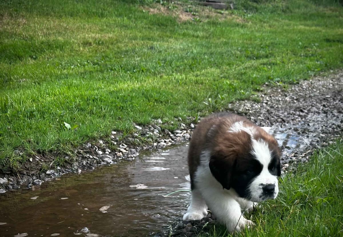 Saint Bernard Puppies breeder image 8