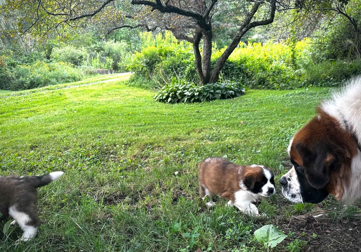 Saint Bernard Puppies breeder image 9