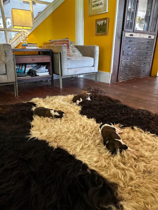 Saint Bernard Puppies media 2