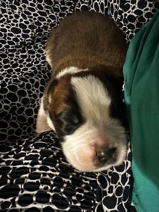 Saint Bernard Puppies media 3