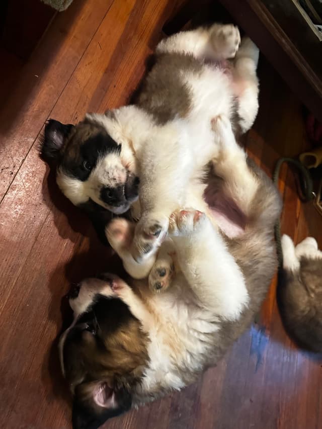 Saint Bernard Puppies media 4