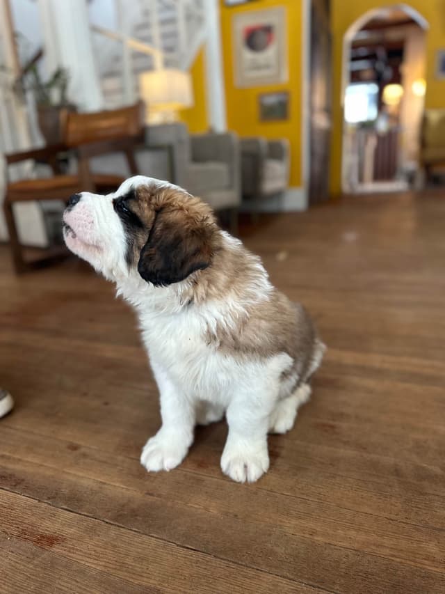 Saint Bernard Puppies media 5
