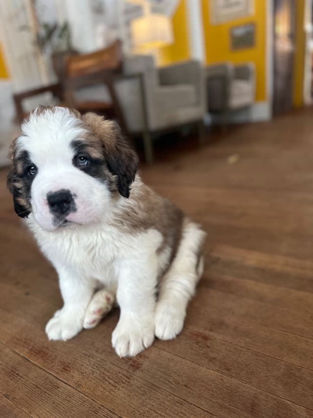 Saint Bernard Puppies media 6