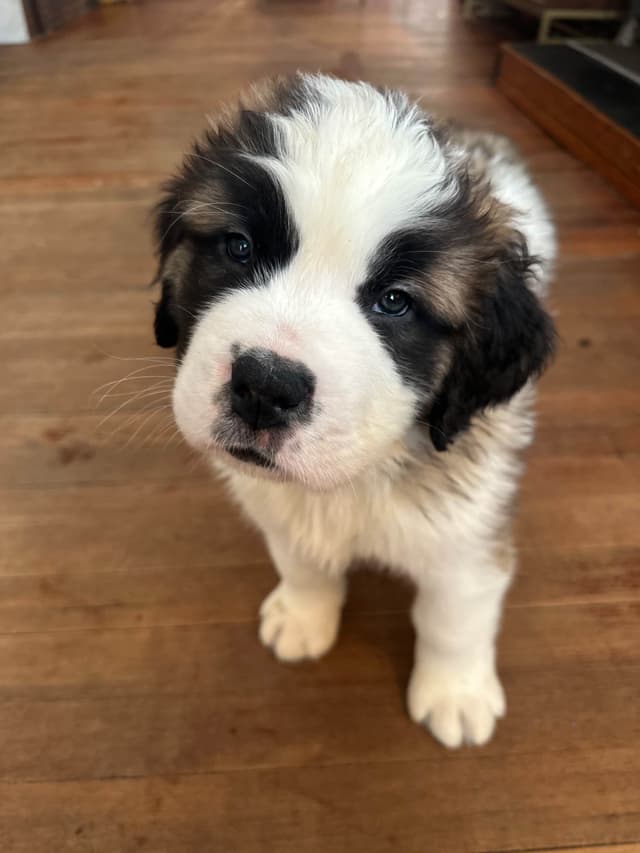Saint Bernard Puppies media 8