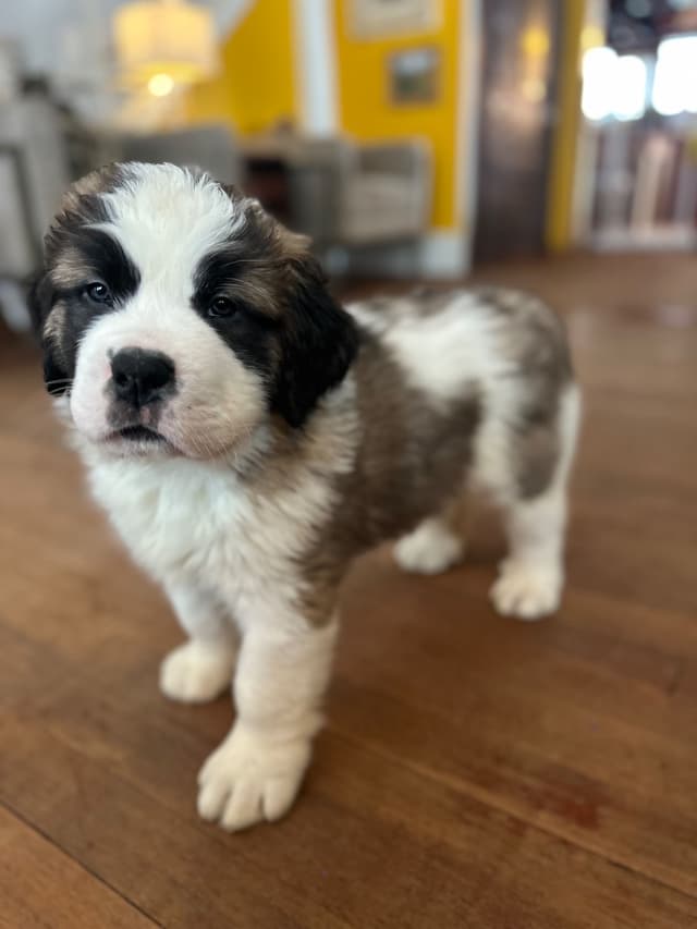 Saint Bernard Puppies media 9