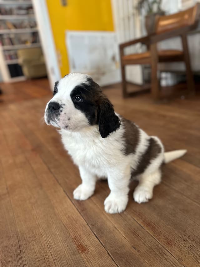 Saint Bernard Puppies media 10