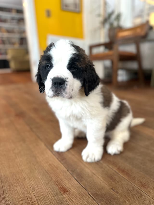 Saint Bernard Puppies media 11