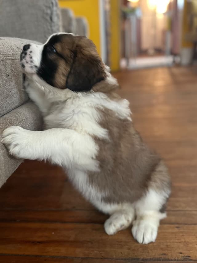 Saint Bernard Puppies media 12