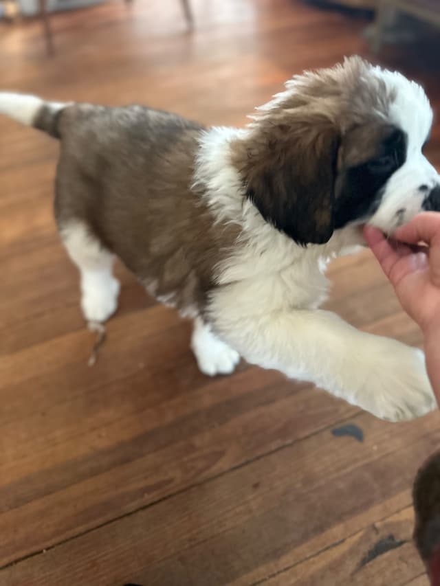 Saint Bernard Puppies media 14