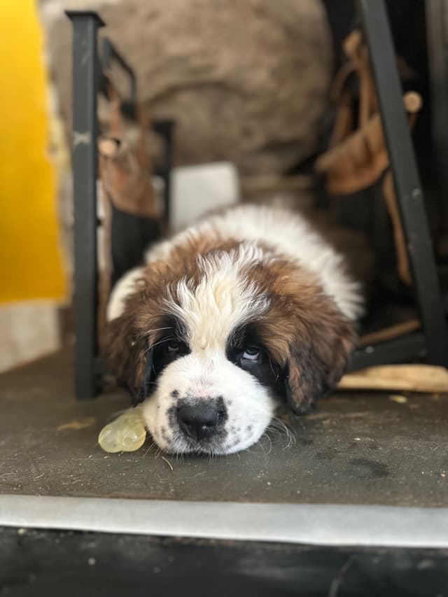 Saint Bernard Puppies media 15