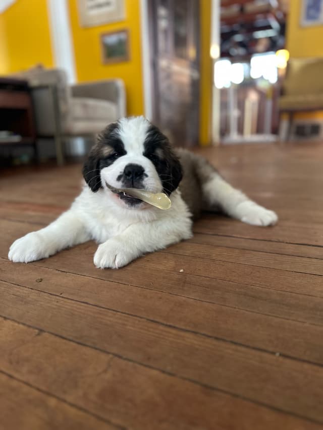 Saint Bernard Puppies media 16