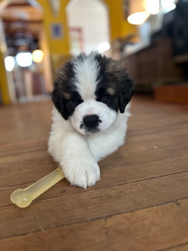 Saint Bernard Puppies media 17