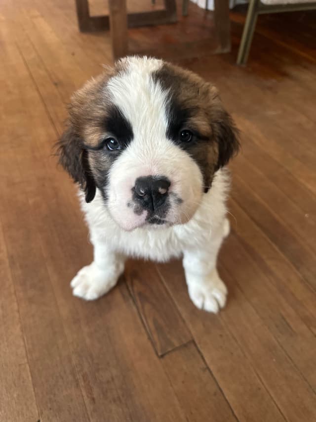 Saint Bernard Puppies media 18