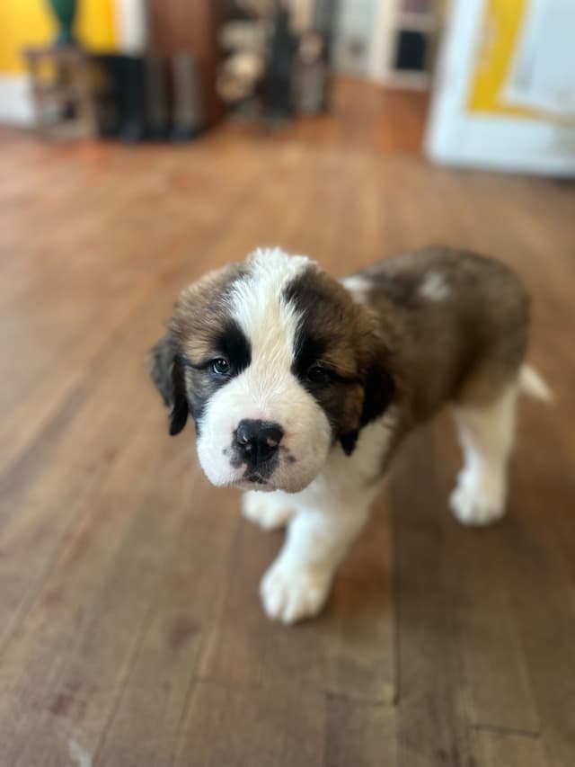 Saint Bernard Puppies media 19