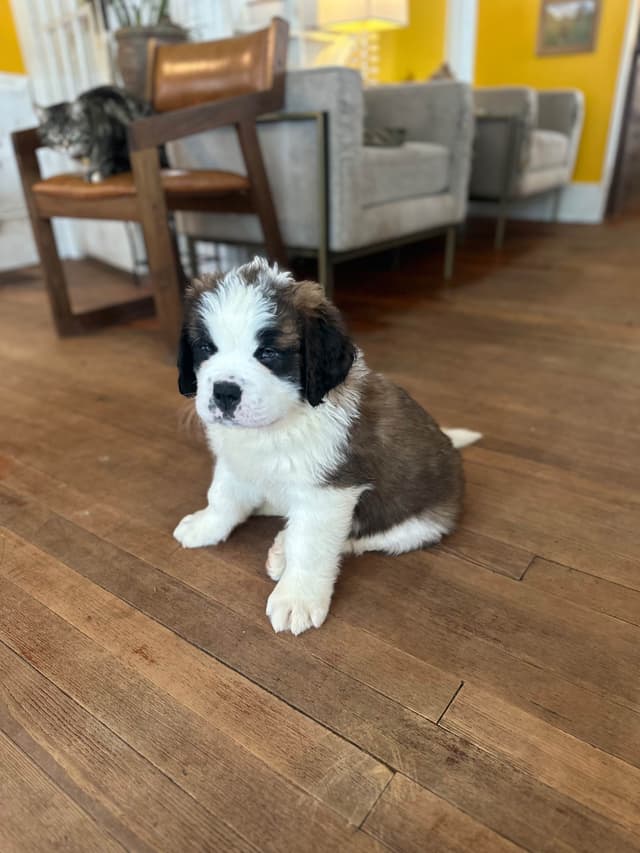 Saint Bernard Puppies media 20
