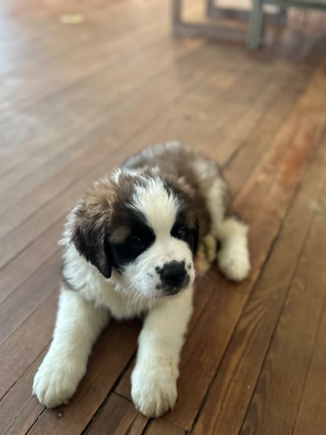 Saint Bernard Puppies media 22