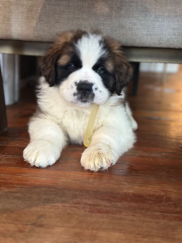 Saint Bernard Puppies media 23