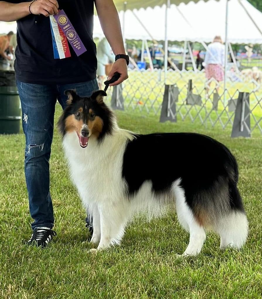 Exquisite Biewer Terrier Puppies Grand Champion Bloodline breeder image 2