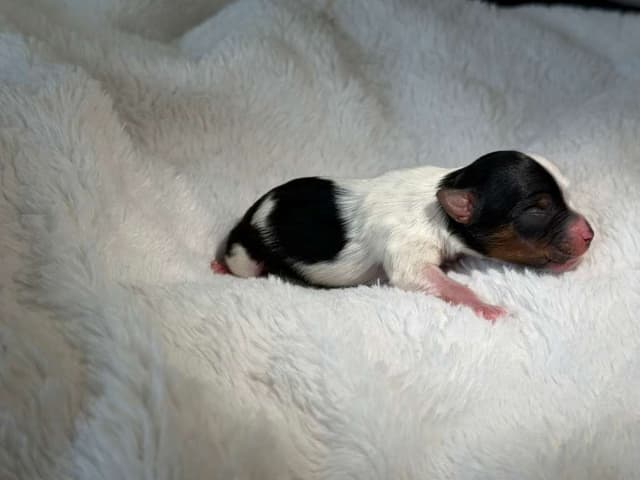 Exquisite Biewer Terrier Puppies Grand Champion Bloodline media 10