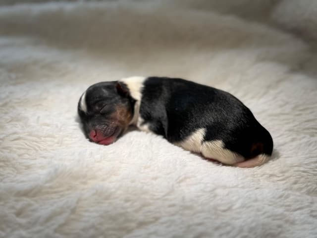 Exquisite Biewer Terrier Puppies Grand Champion Bloodline media 3