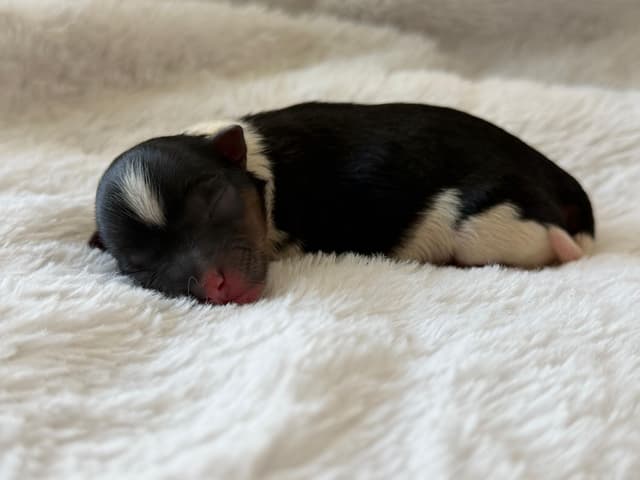 Exquisite Biewer Terrier Puppies Grand Champion Bloodline media 5