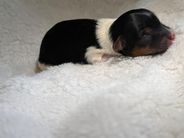 Exquisite Biewer Terrier Puppies Grand Champion Bloodline media 8
