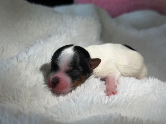 Exquisite Biewer Terrier Puppies Grand Champion Bloodline media 12