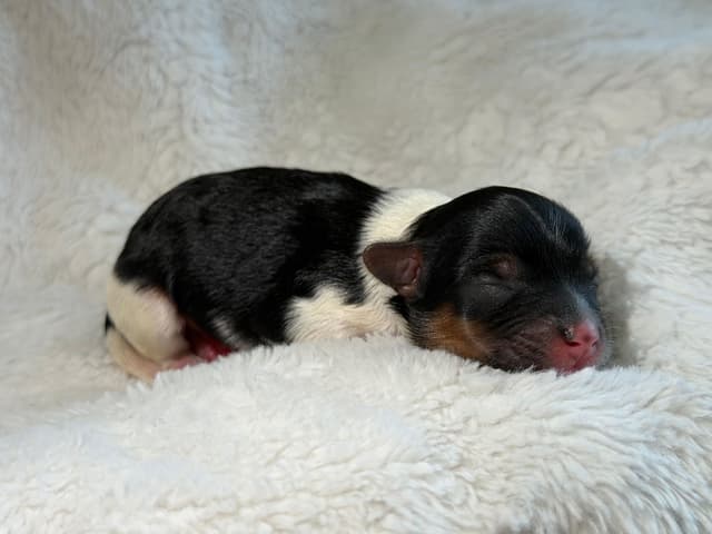 Exquisite Biewer Terrier Puppies Grand Champion Bloodline media 9