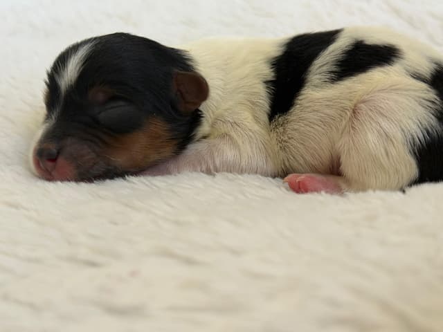 Exquisite Biewer Terrier Puppies Grand Champion Bloodline media 14