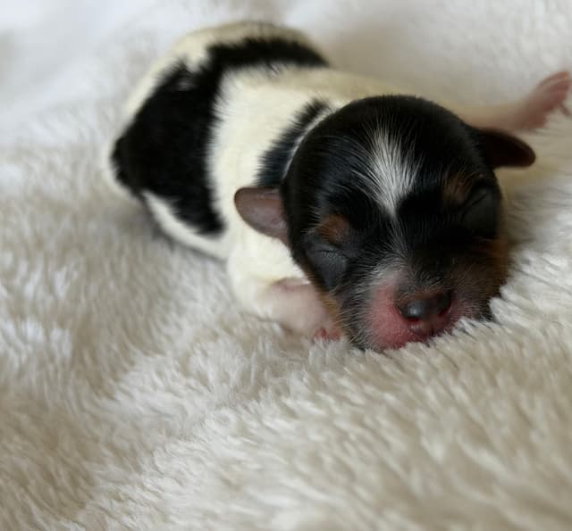 Exquisite Biewer Terrier Puppies Grand Champion Bloodline media 16