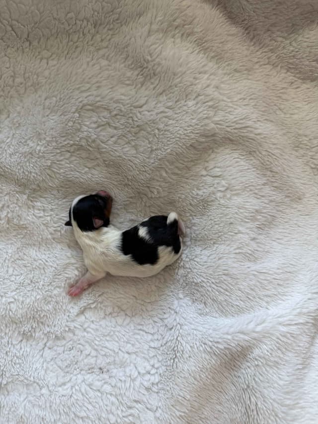 Exquisite Biewer Terrier Puppies Grand Champion Bloodline media 13