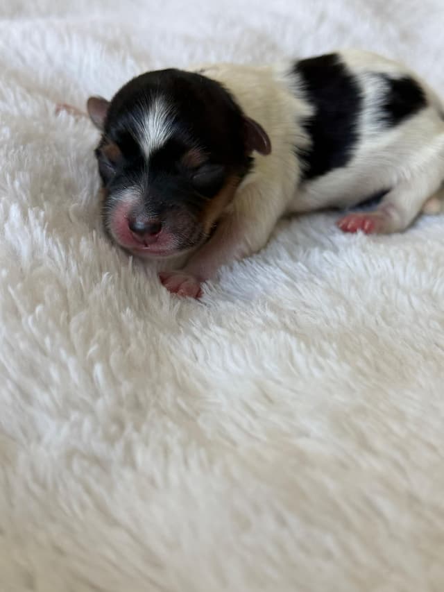 Exquisite Biewer Terrier Puppies Grand Champion Bloodline media 17