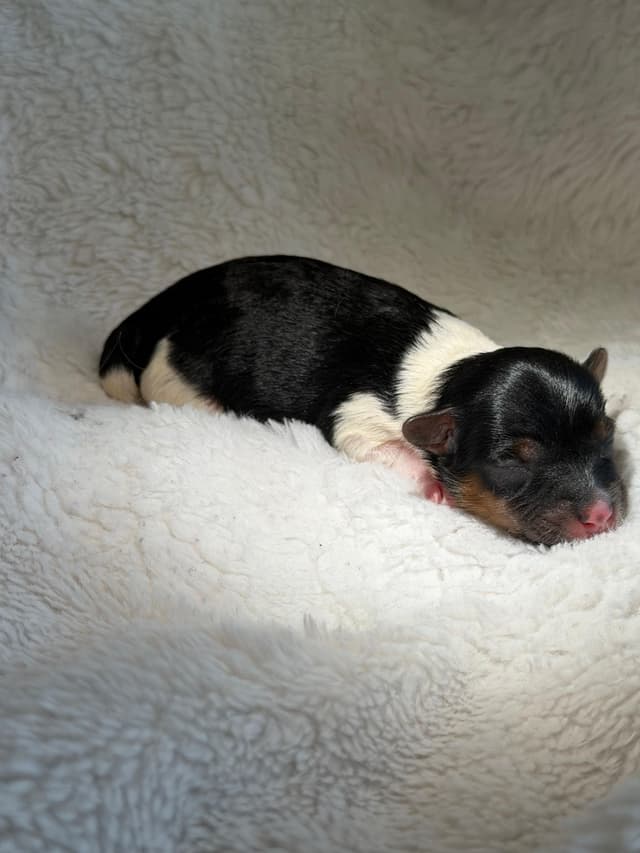 Exquisite Biewer Terrier Puppies Grand Champion Bloodline media 7