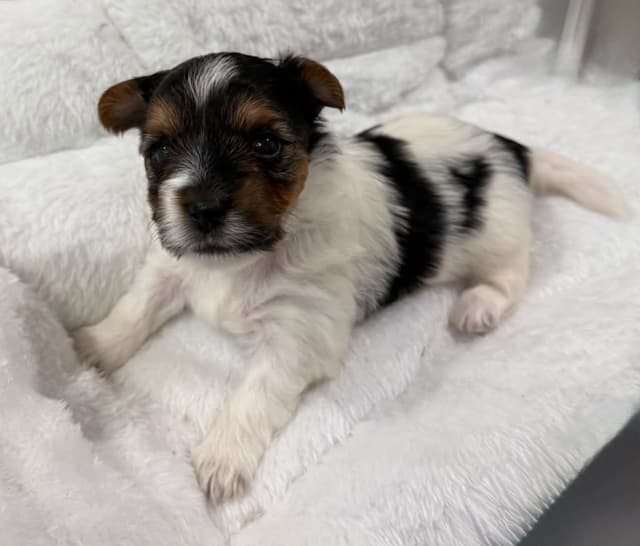Exquisite Biewer Terrier Puppies Grand Champion Bloodline media 18