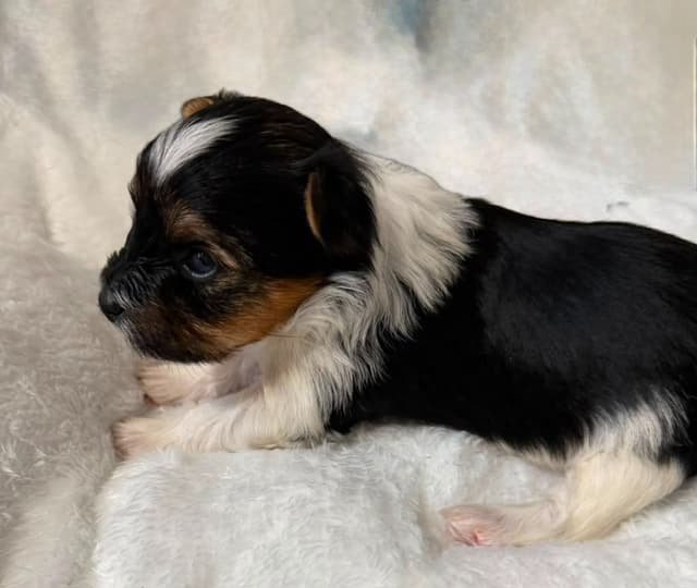 Exquisite Biewer Terrier Puppies Grand Champion Bloodline media 19