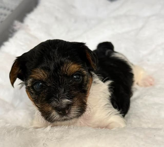 Exquisite Biewer Terrier Puppies Grand Champion Bloodline media 20